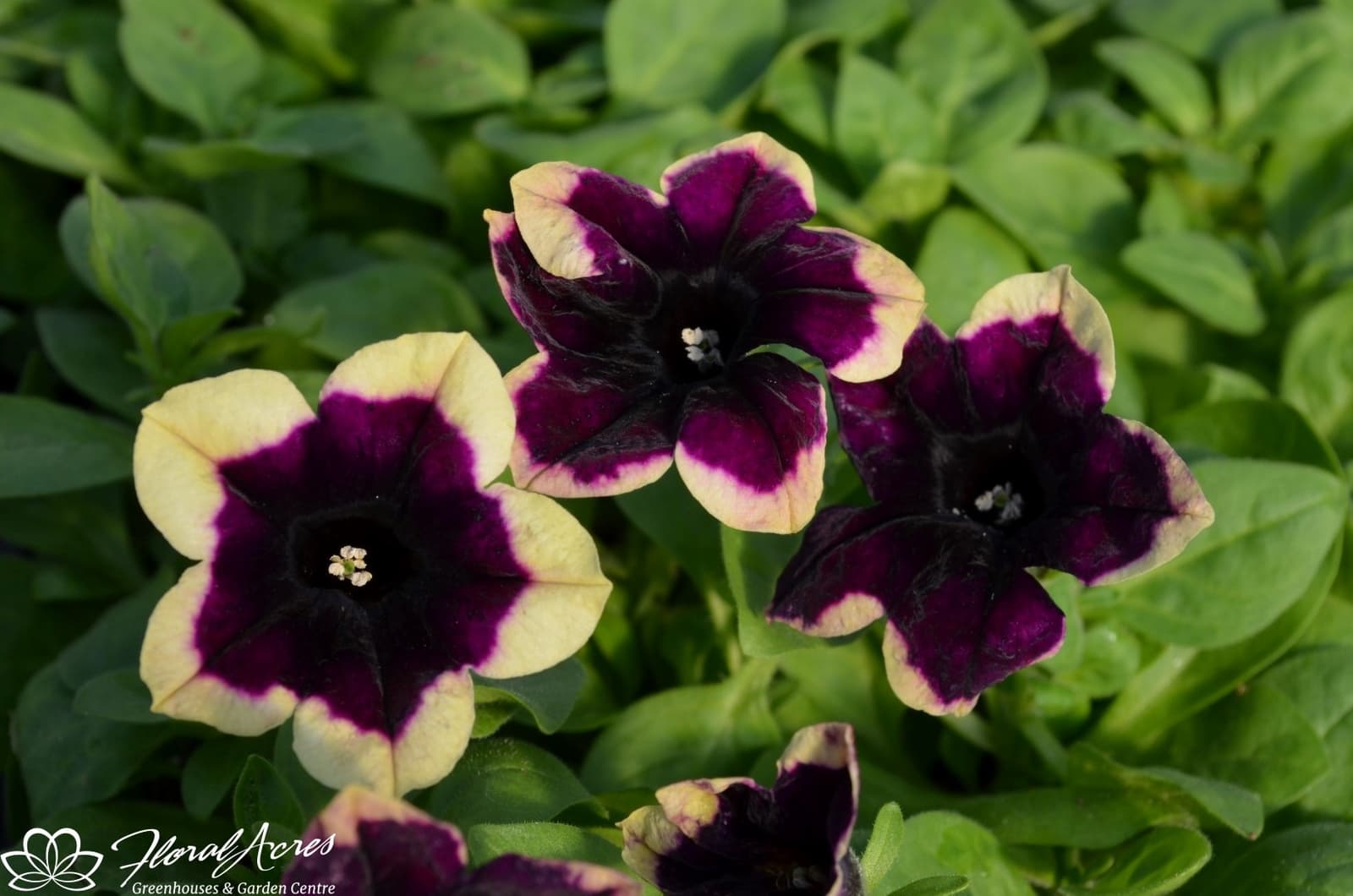 PETUNIA MOUNDED Headliner Starry Sky Burgundy Floral Acres
